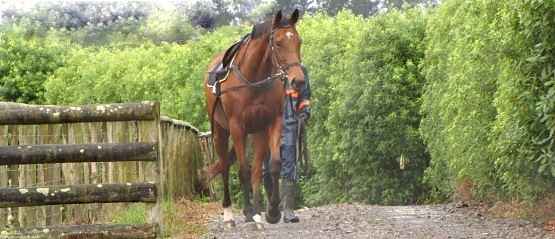 Breaking In A Horse